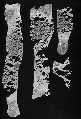 texture-4 size=28.9Kb